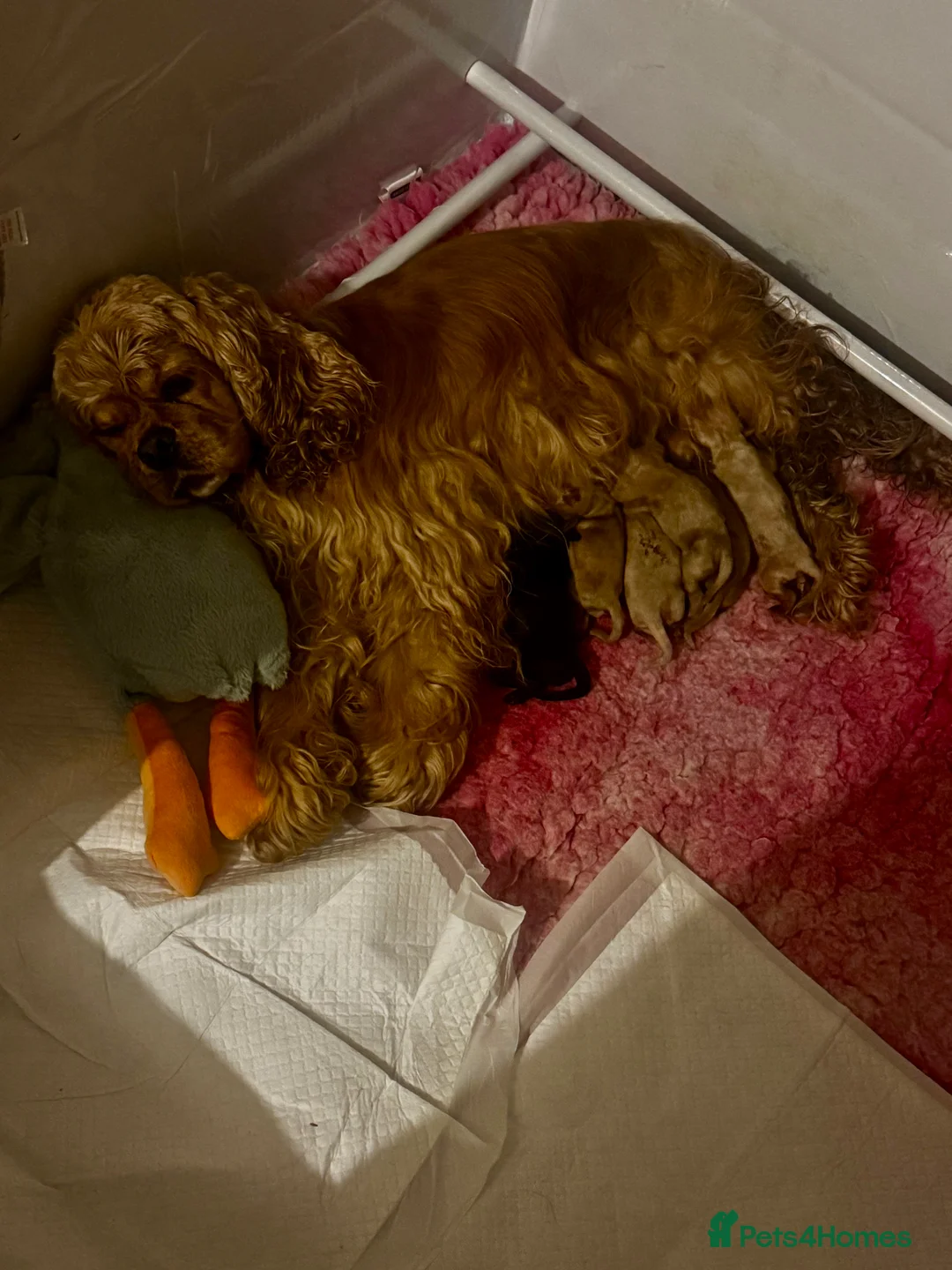 American Cocker Spaniel dogs for stud: KC PROVEN American Cocker Spaniel Stud (0.1% COI) in Stafford - Advert 4