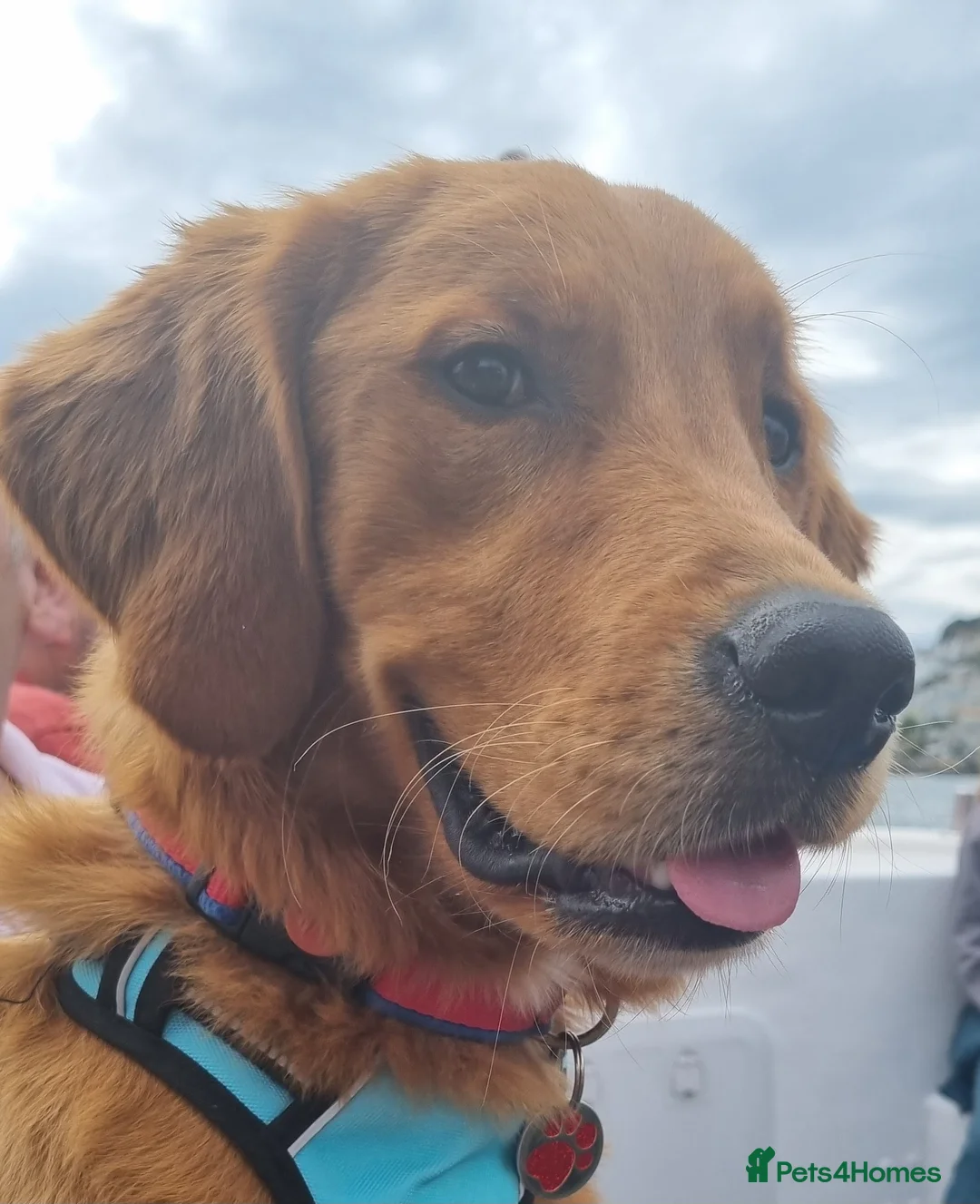 Golden Retriever dogs for stud: Gorgeous Gus for Stud  in Faringdon - Advert 2