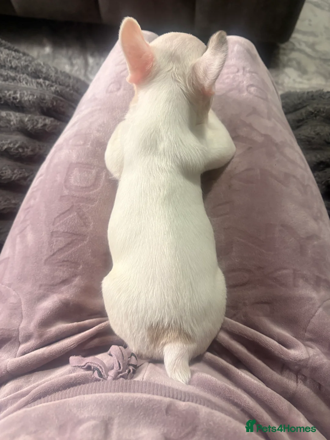 French Bulldog dogs for sale: 🏆 FRENCH BULLDOG 🏆 - Advert 11