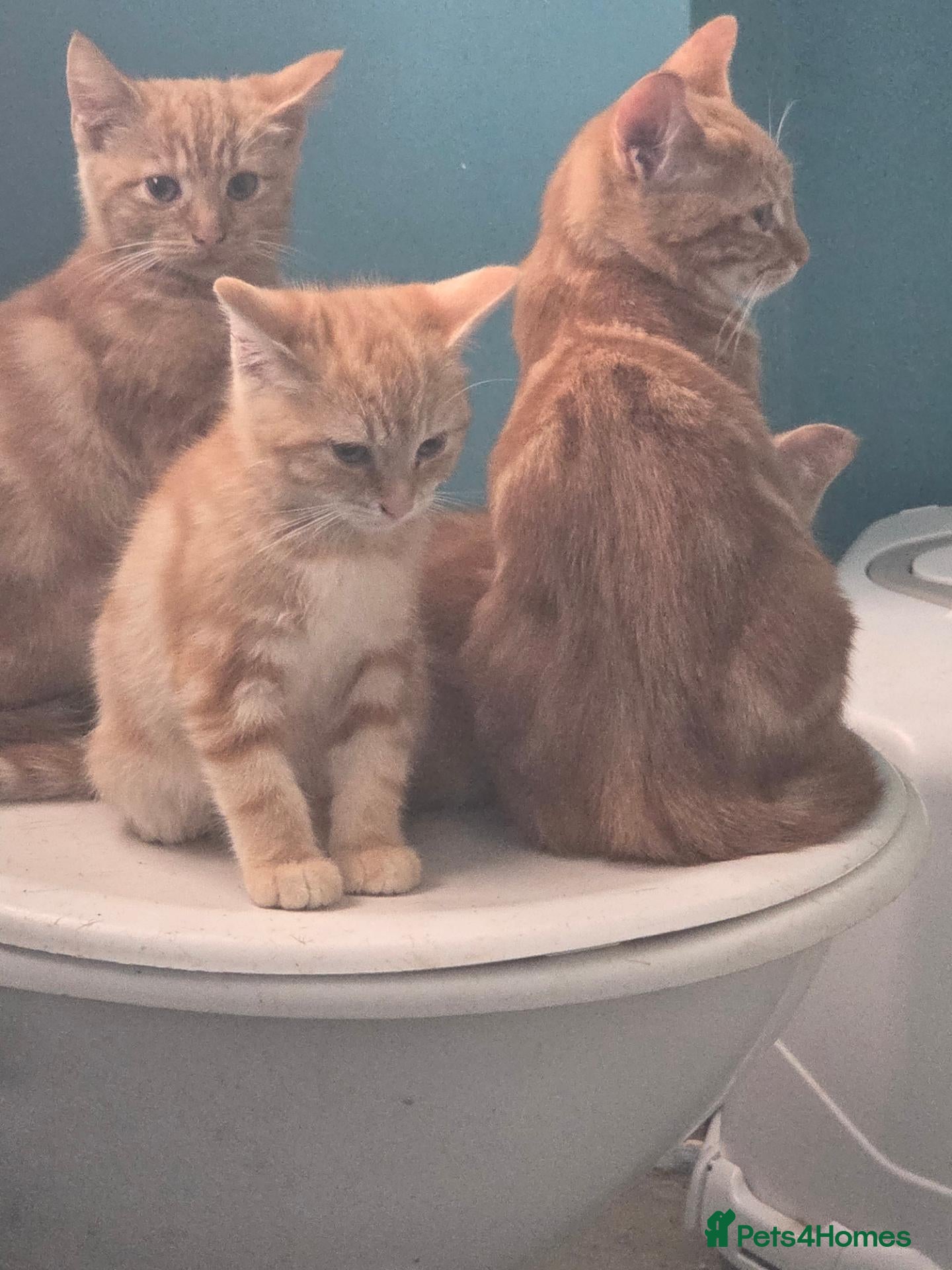 Mixed Breed cats Bengal and British shorthair  - Advert 2