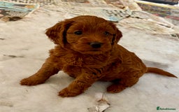 Cockapoo dogs for sale: Viewing now, Liverpool, Adorable Cockapoo Puppies - Image 3
