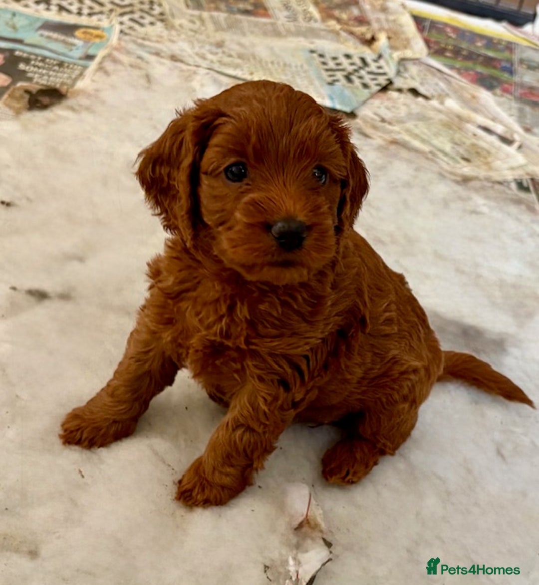 Cockapoo dogs for sale: Viewing now, Liverpool, Adorable Cockapoo Puppies - Image 3