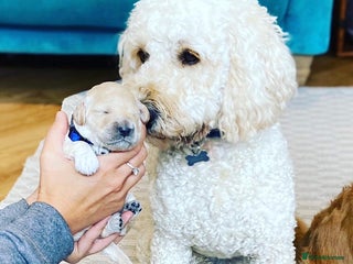 Mini Goldendoodle dogs Mini Doodle Stud: Multi-Gen, Health Tested, Proven - Advert 3