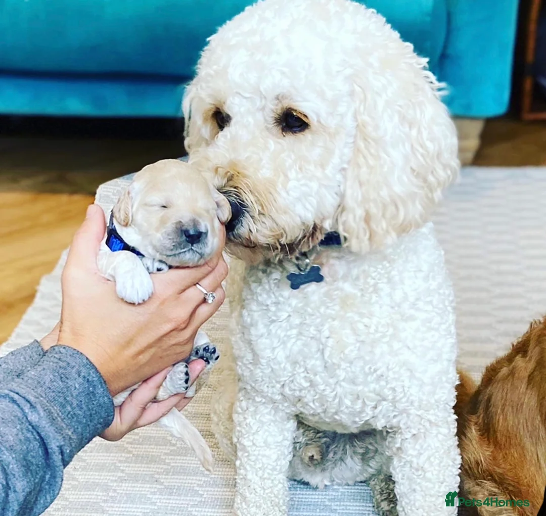 Mini Goldendoodle dogs for stud: Mini Doodle Stud: Multi-Gen, Health Tested, Proven - Advert 1