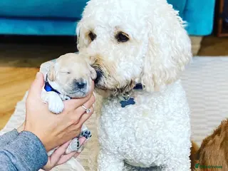 Mini Goldendoodle dogs Mini Doodle Stud: Multi-Gen, Health Tested, Proven - Advert 1