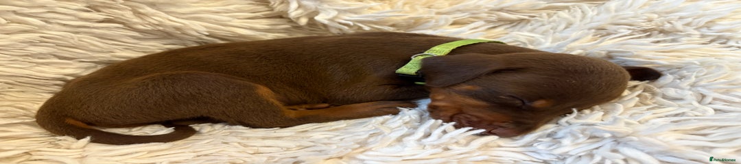 Dobermann Puppy 10 lime green