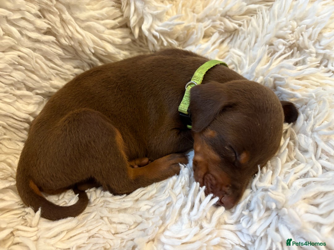 Dobermann dogs for sale: 12 stunning Doberman puppies - Image 31