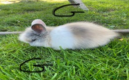Lionhead rabbits for sale: Lion head  - Image 3