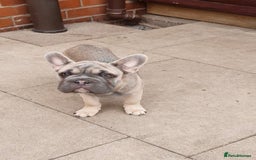 French Bulldog dogs for sale: Stunning boys - Image 1