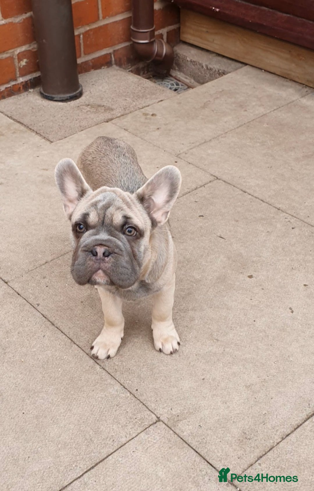 French Bulldog dogs for sale: Stunning boys - Image 1