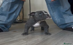 American Bully dogs for sale: Pocket bully puppies, haka blood line  - Image 7