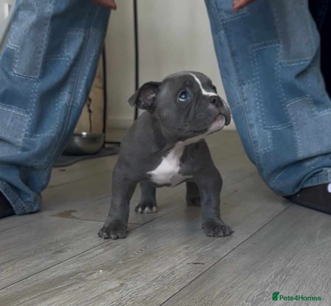 American Bully dogs for sale: Pocket bully puppies, haka blood line  - Image 7