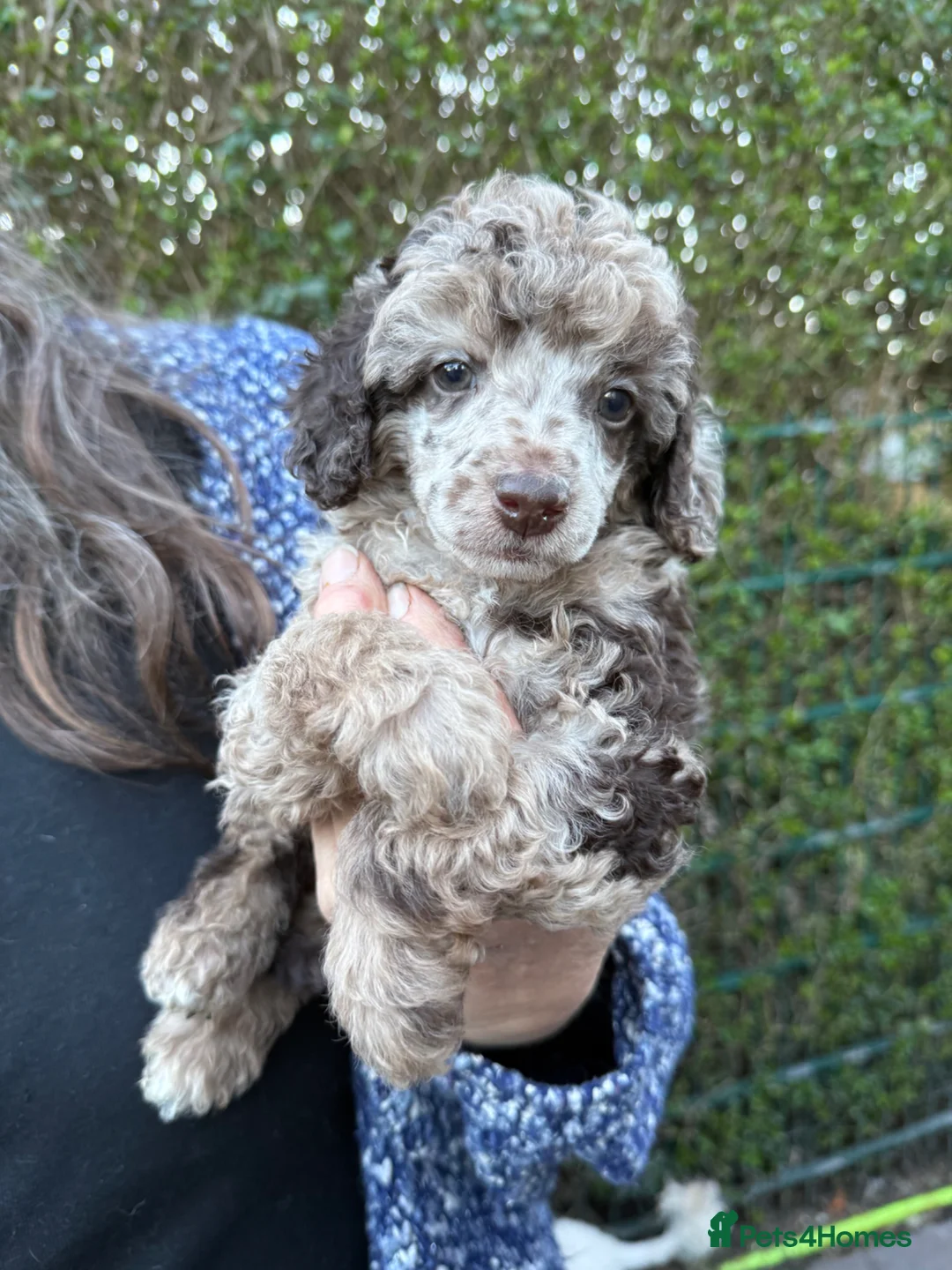 Toy Poodle dogs for sale: Toy poodle pups! - Advert 1