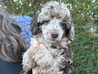 Toy Poodle dogs Toy poodle pups! - Advert 2