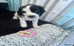 Cocker Spaniel dogs for sale: working cocker spaniel puppies for sale - Image 11