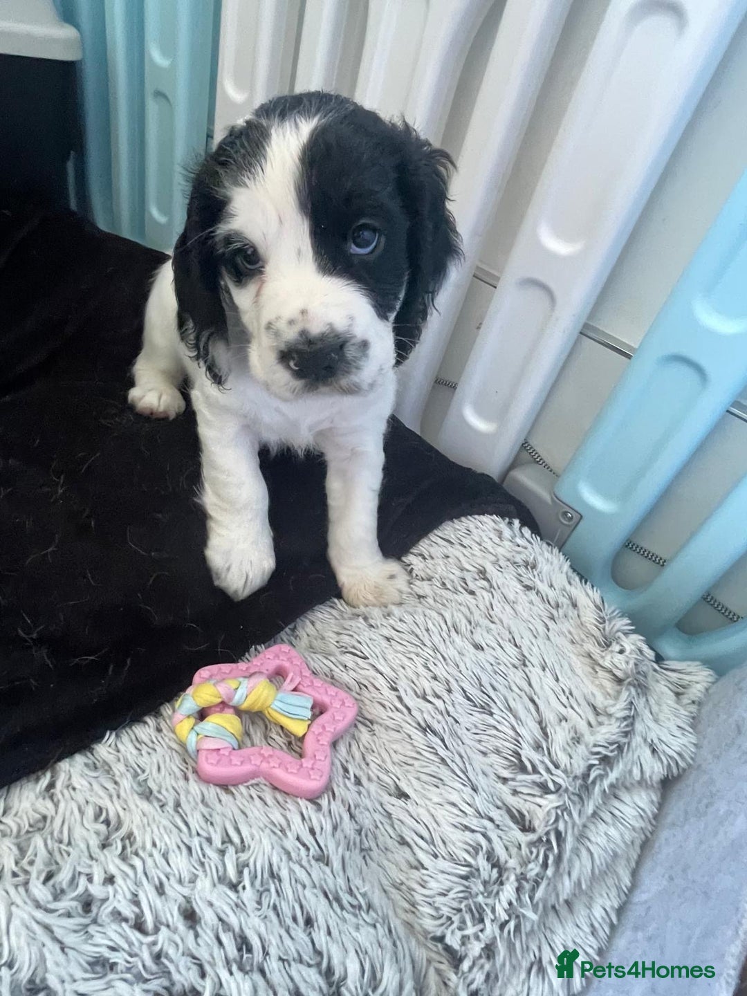 Cocker Spaniel dogs for sale: working cocker spaniel puppies for sale - Image 11