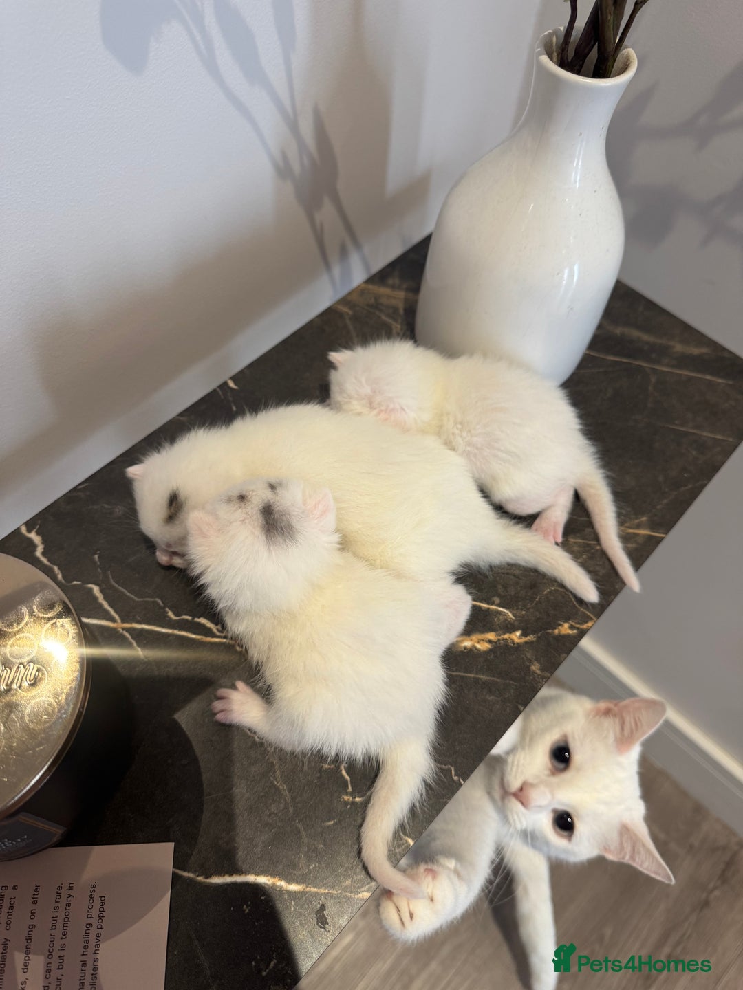 Khao Manee cats for sale: Adorable Kittens Ready for Loving Homes - Image 6
