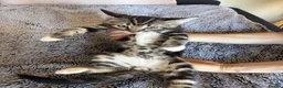 Siberian cats for sale: Siberian kittens in Ipswich - Advert 4