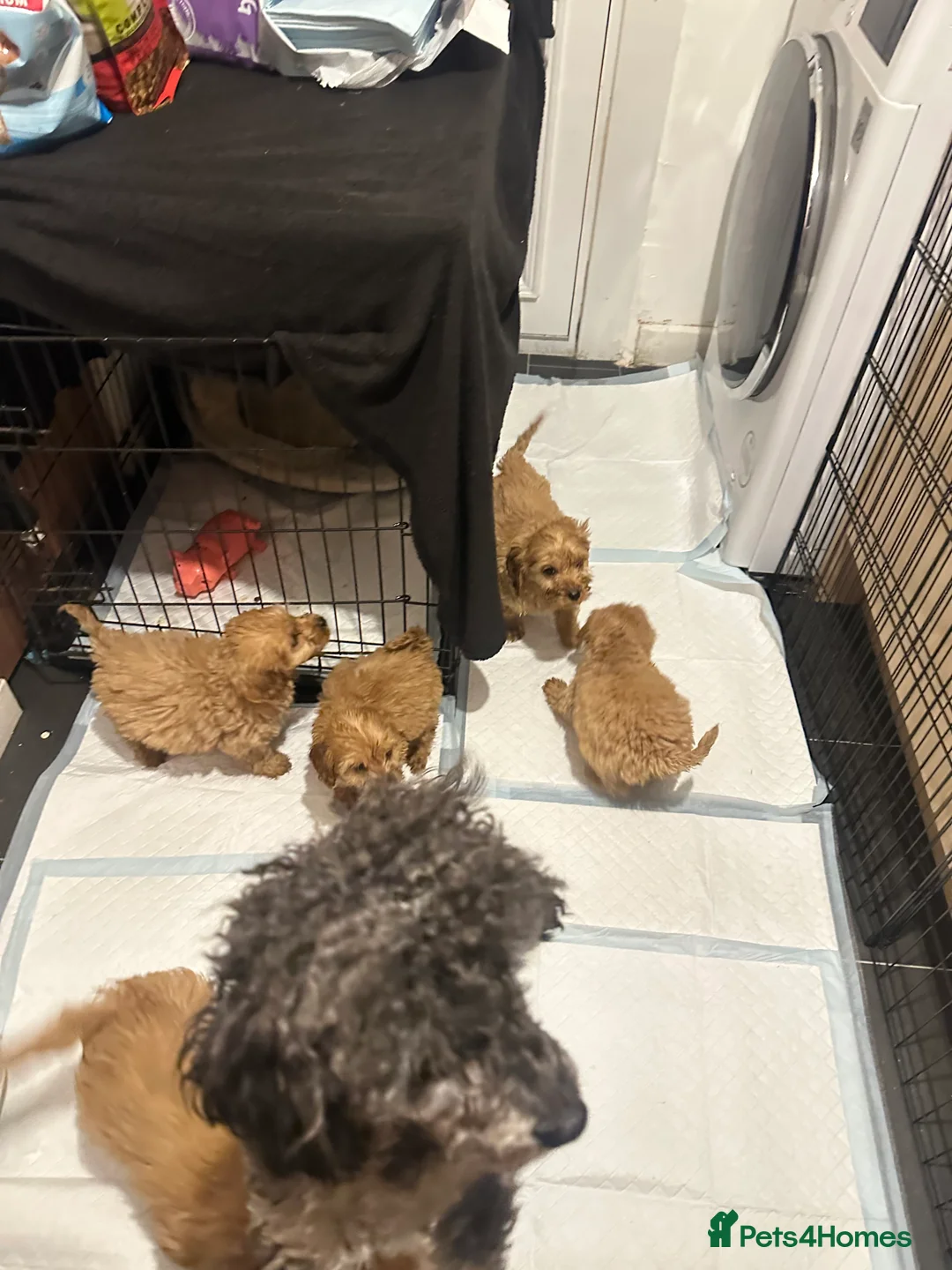 Cavapoo dogs for sale: Cavapoo puppies - Advert 9