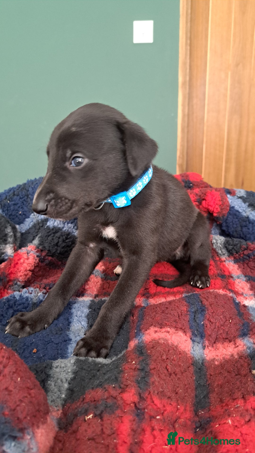 Greyhound dogs for sale: Irish Greyound Puppies  - Image 20