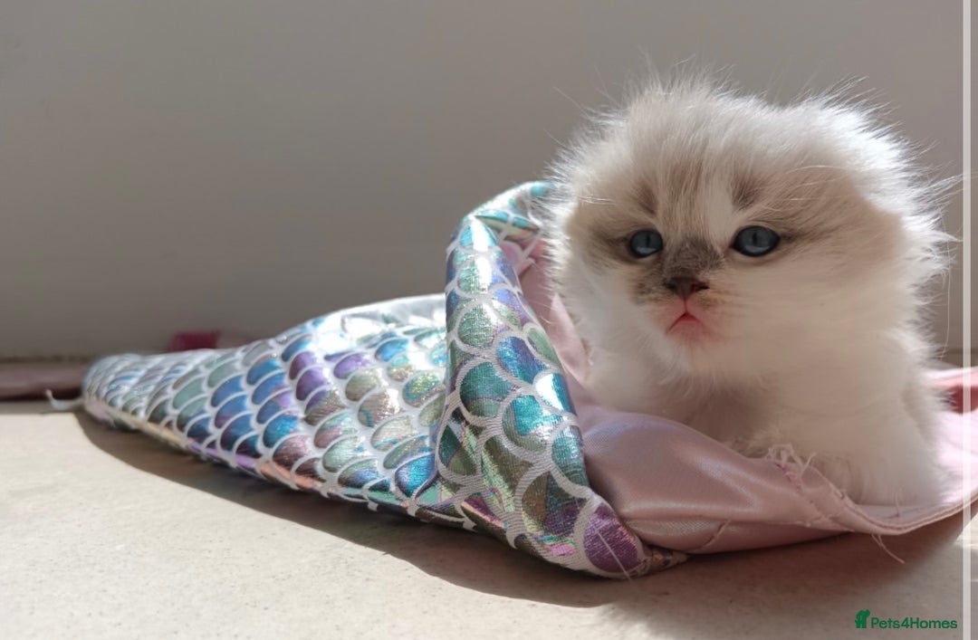 British Shorthair cats for stud: 🐻Gorgeous lilac Bsh stud 🐻 - Advert 6