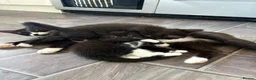 Mixed Breed cats for sale: Mixed Breed Kittens  in Wadebridge - Advert 2