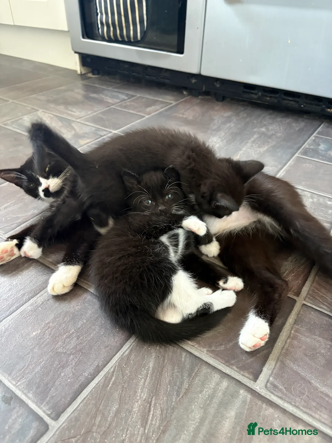 Mixed Breed cats for sale: Mixed Breed Kittens  in Wadebridge - Advert 2