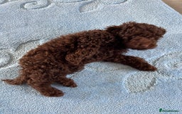 Cockapoo dogs for sale: Beautiful cockapoo puppies  - Image 16