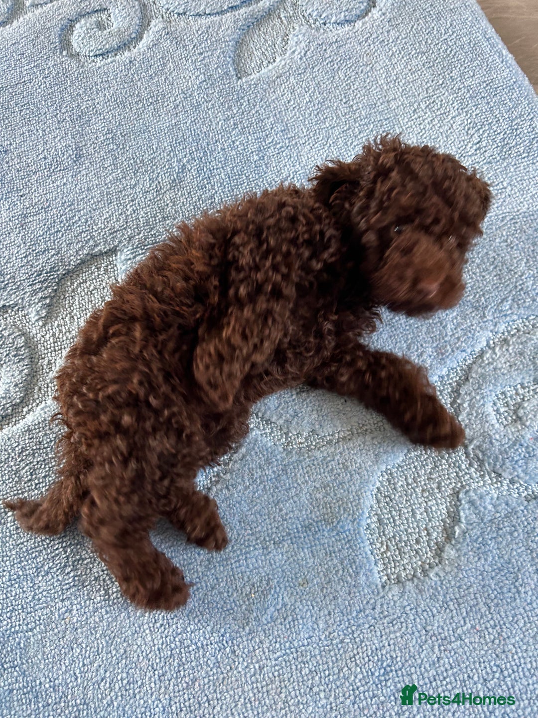 Cockapoo dogs for sale: Beautiful cockapoo puppies  - Image 16