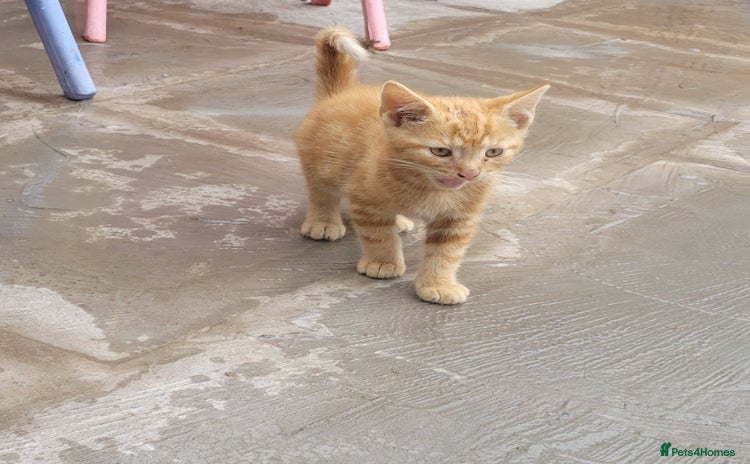 Mixed Breed cats - Advert 4