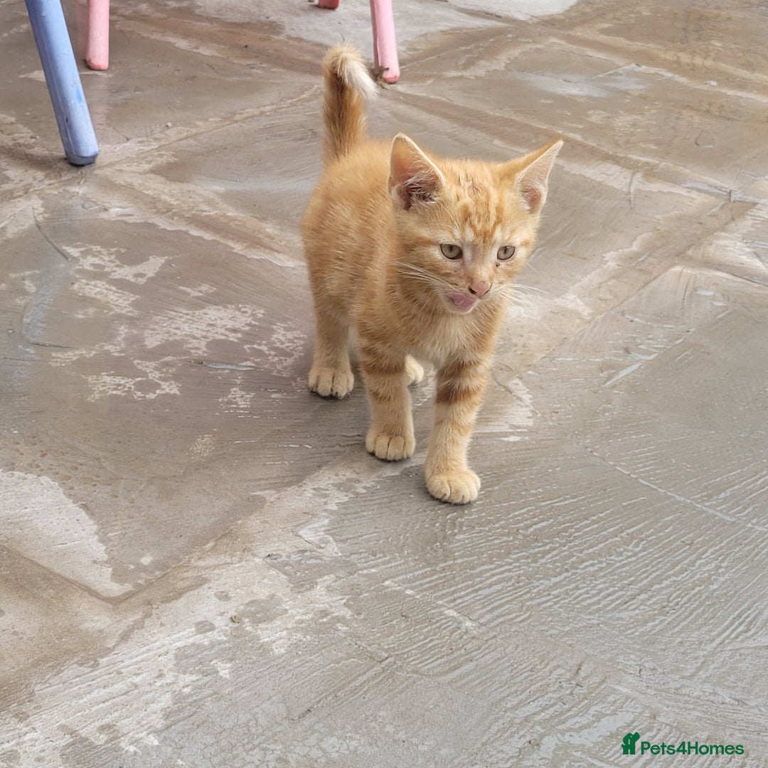 Mixed Breed cats for sale: Kittens to be given into homes  - Image 1