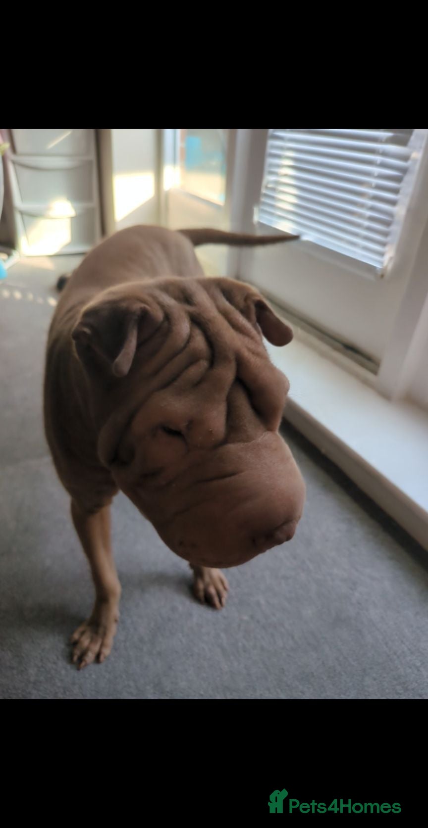 Shar Pei dogs 8 month old shar pei for sale  - Advert 1
