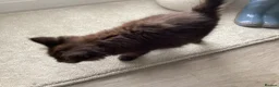 Mixed Breed cats for sale: Beautiful British longhair x Maine coon x kitten  - Advert 7