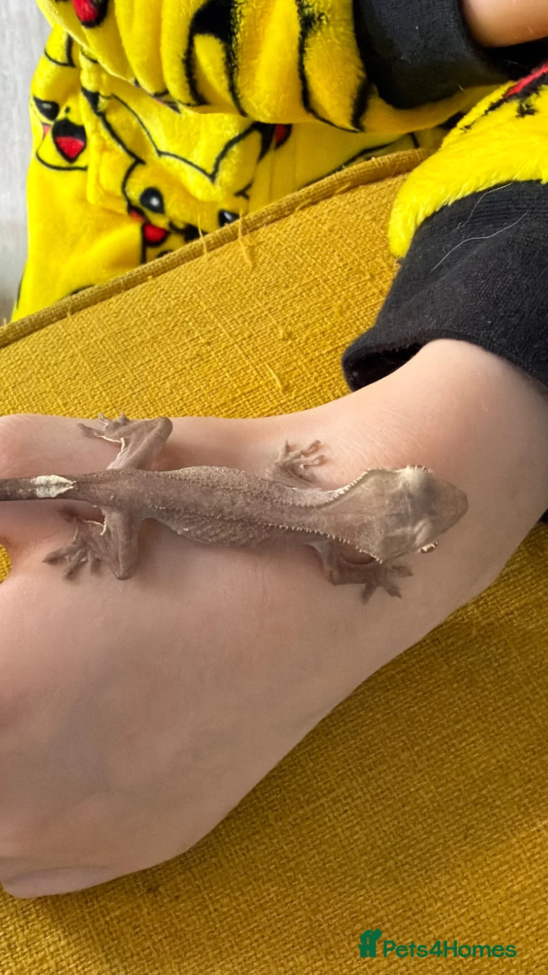 Gecko reptiles for sale: Various Crested Gecko Babies - Advert 2