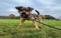 Mixed Breed dogs for adoption: Justice - Norwich Norfolk  in Norwich - Image 2
