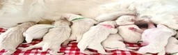Golden Retriever dogs for sale: OLD ENGLISH CREAM ~ CHAMPION LINES ~ DNA TESTED  - Advert 5
