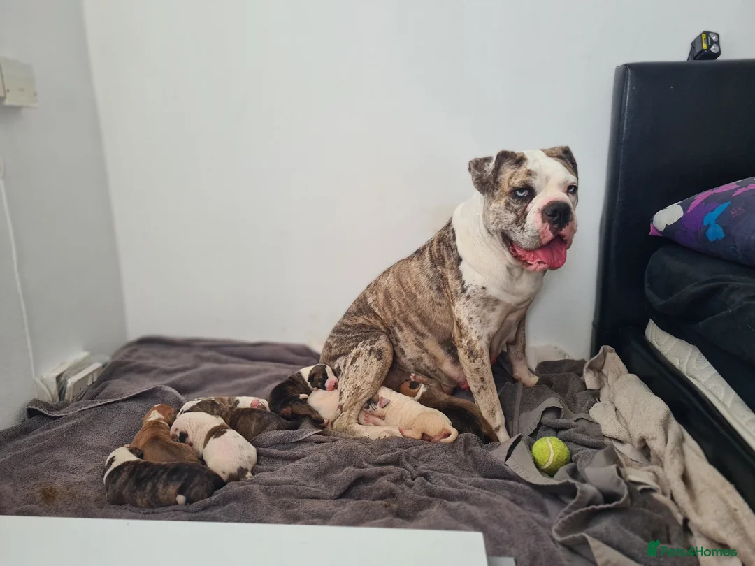 Alapaha Blue Blood Bulldog dogs for sale: Amazing bulldog puppies  in London - Advert 7