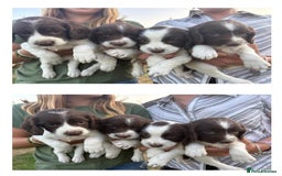 English Springer Spaniel dogs for sale: Pretty puppies with working parents ready now - Image 3