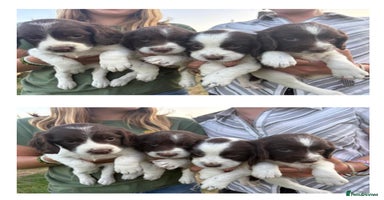 English Springer Spaniel dogs - Advert 7