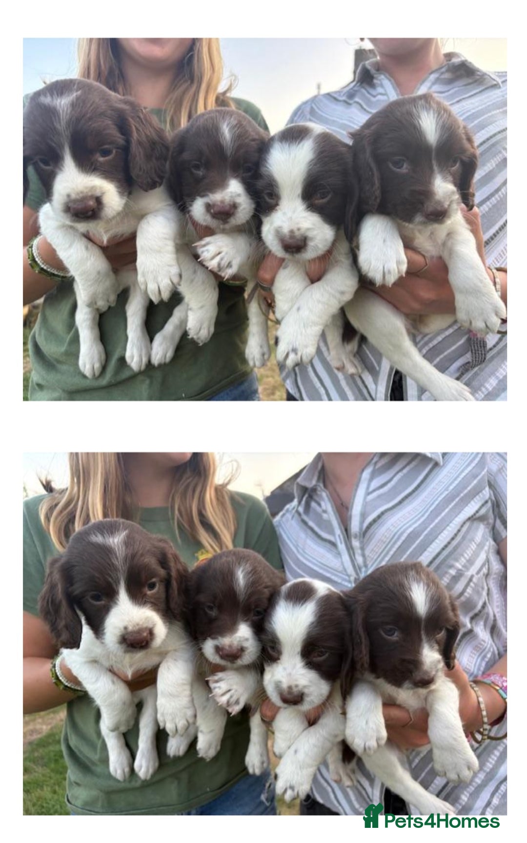 English Springer Spaniel dogs for sale: Pretty puppies with working parents ready now - Image 3
