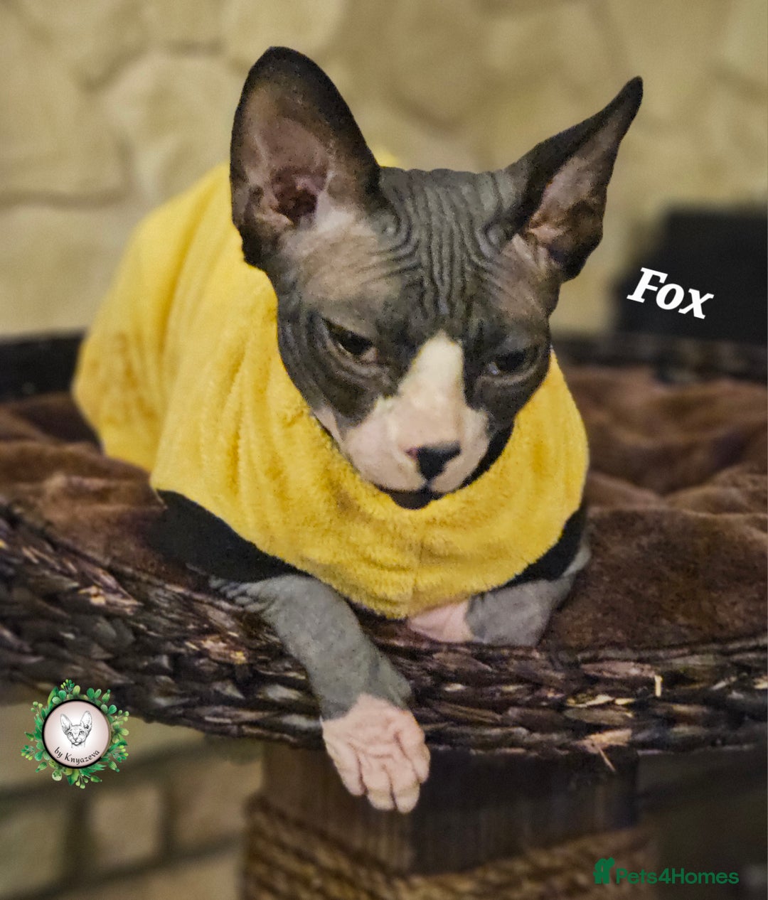 Sphynx cats for sale: Adorable Canadian Sphynx – Champion Bloodline - Advert 2
