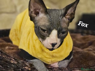 Sphynx cats Adorable Canadian Sphynx – Champion Bloodline - Advert 1