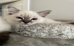 Ragdoll cats for sale: GCCF Seal Tabby Ragdoll Kittens Kent - Image 1