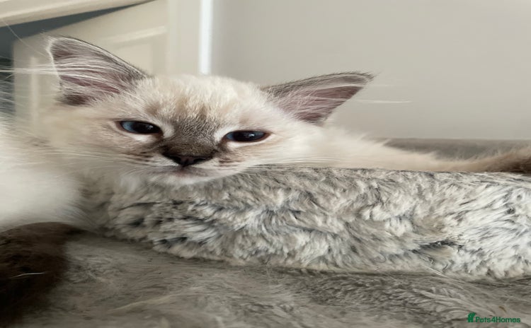 Ragdoll cats - Advert 3