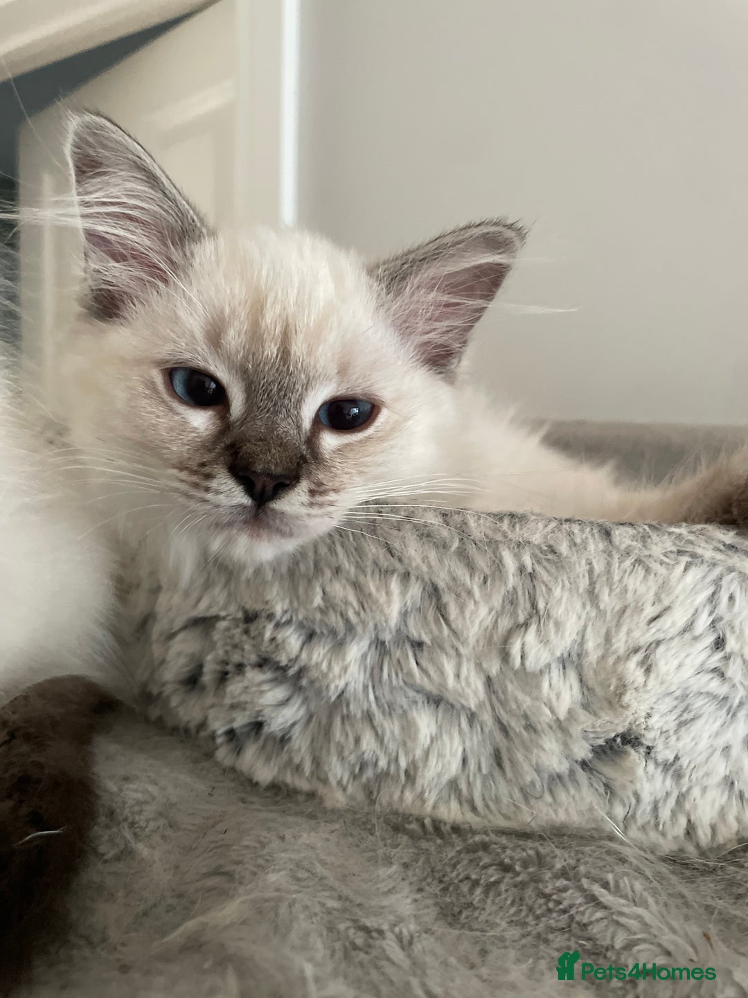 Ragdoll cats for sale: GCCF Seal Tabby Ragdoll Kittens Kent - Image 1