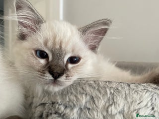 Ragdoll cats - Advert 28