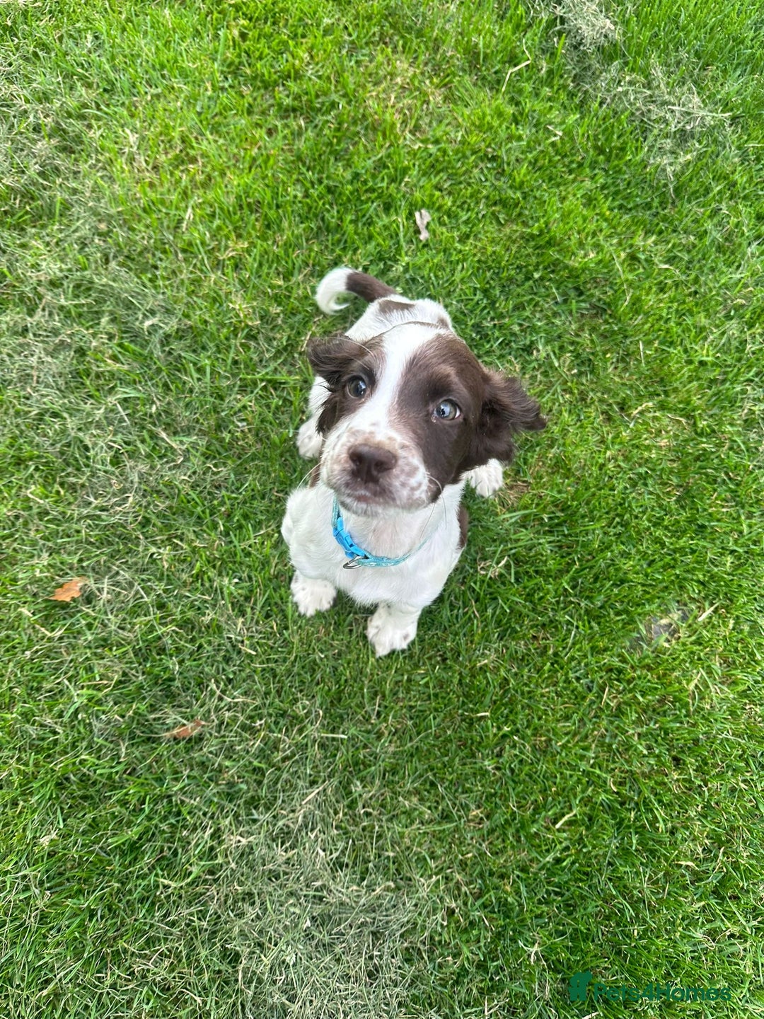 Sprocker dogs for sale: Sprocker boy pup - Image 4