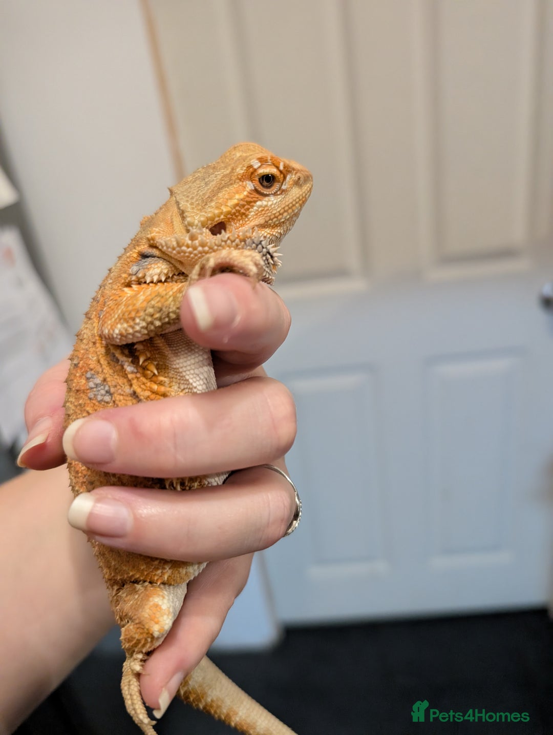 Bearded Dragon reptiles for sale: Baby bearded dragon with 4ft set up - Image 11