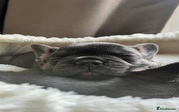 French Bulldog dogs for sale: Adorable Purebred Female French Bulldogs Ready! - Advert 3