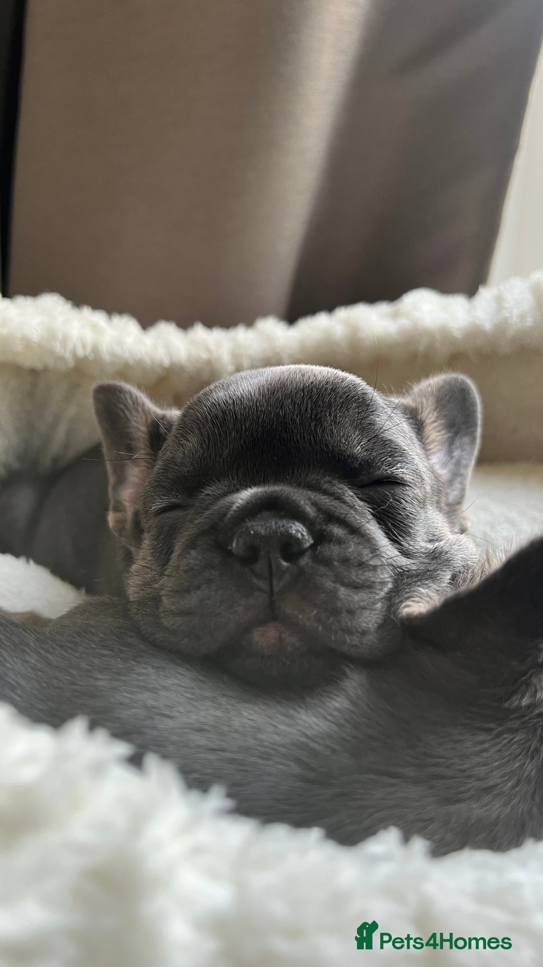 French Bulldog dogs for sale: Adorable Purebred Female French Bulldogs Ready! - Advert 3